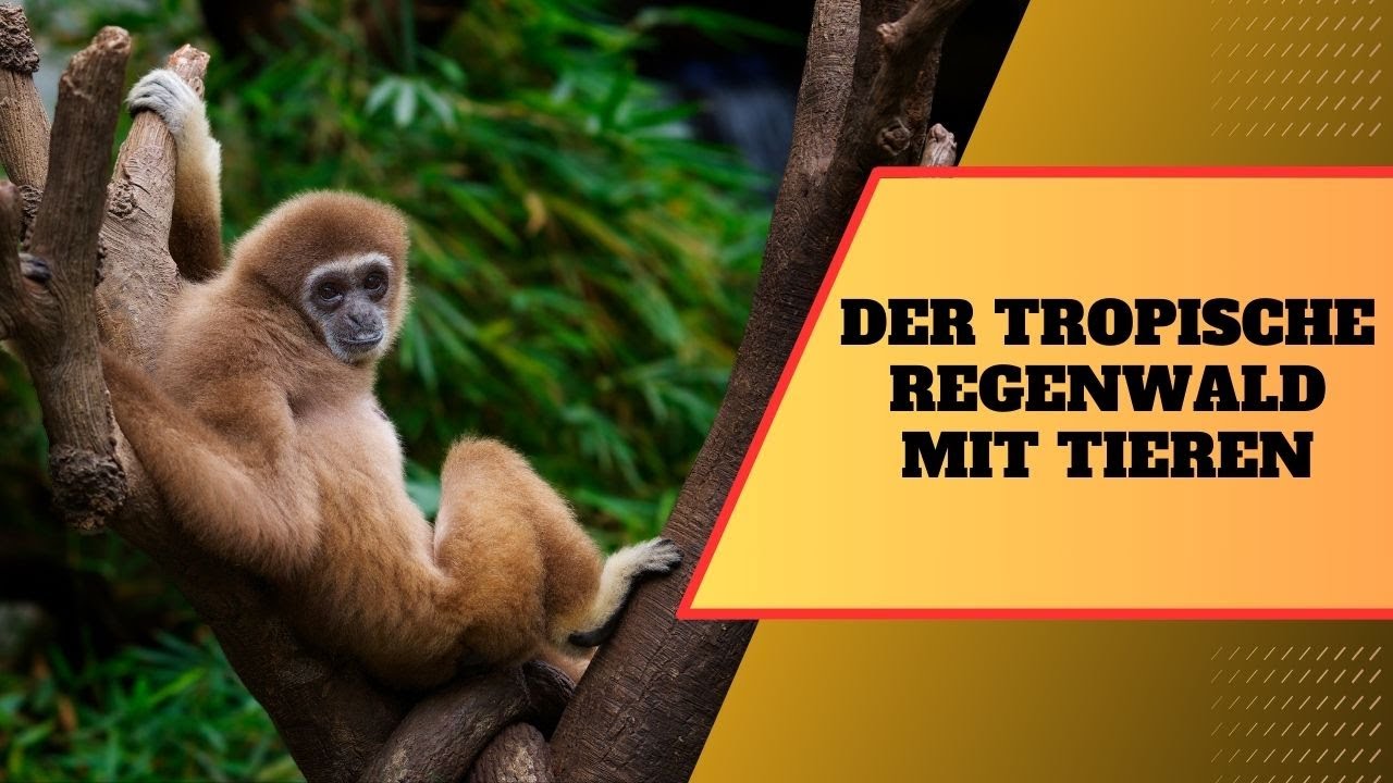 Der tropische Regenwald mit Tieren Dschungel Ger&auml;usche perfekt um den Tag zu starten
