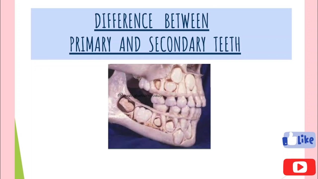 Difference between deciduous and permanent dentition|| Primary and secondary dentition|| Dentalnotes