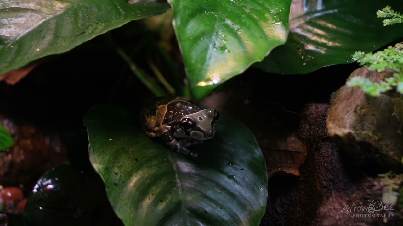Trachycephalus resinifictrix  our Amazon Milkfrogs