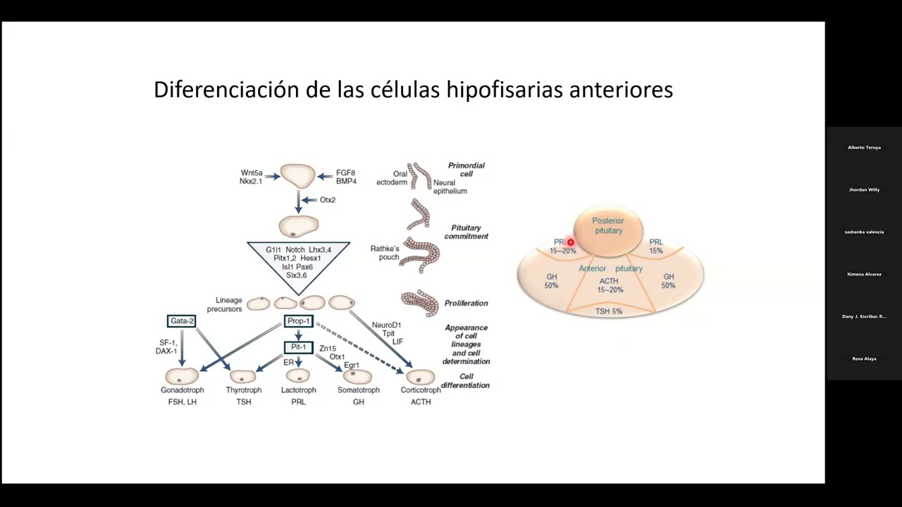 Endocrino - Clase 2 Parte 1
