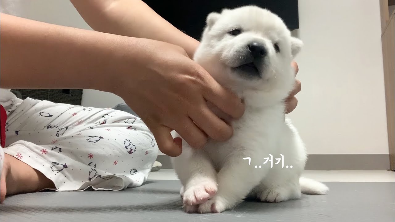 Eng) 마사지를 즐기는 아기 진돗개 (feat. 코카폴라 CEO) ㅣ 새끼 Jindodog 백구 강아지 ( Polar 폴라는 임보중)