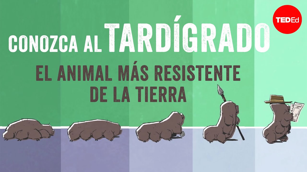 Conozca al tardígrado, el animal más duro de la Tierra - Thomas Boothby