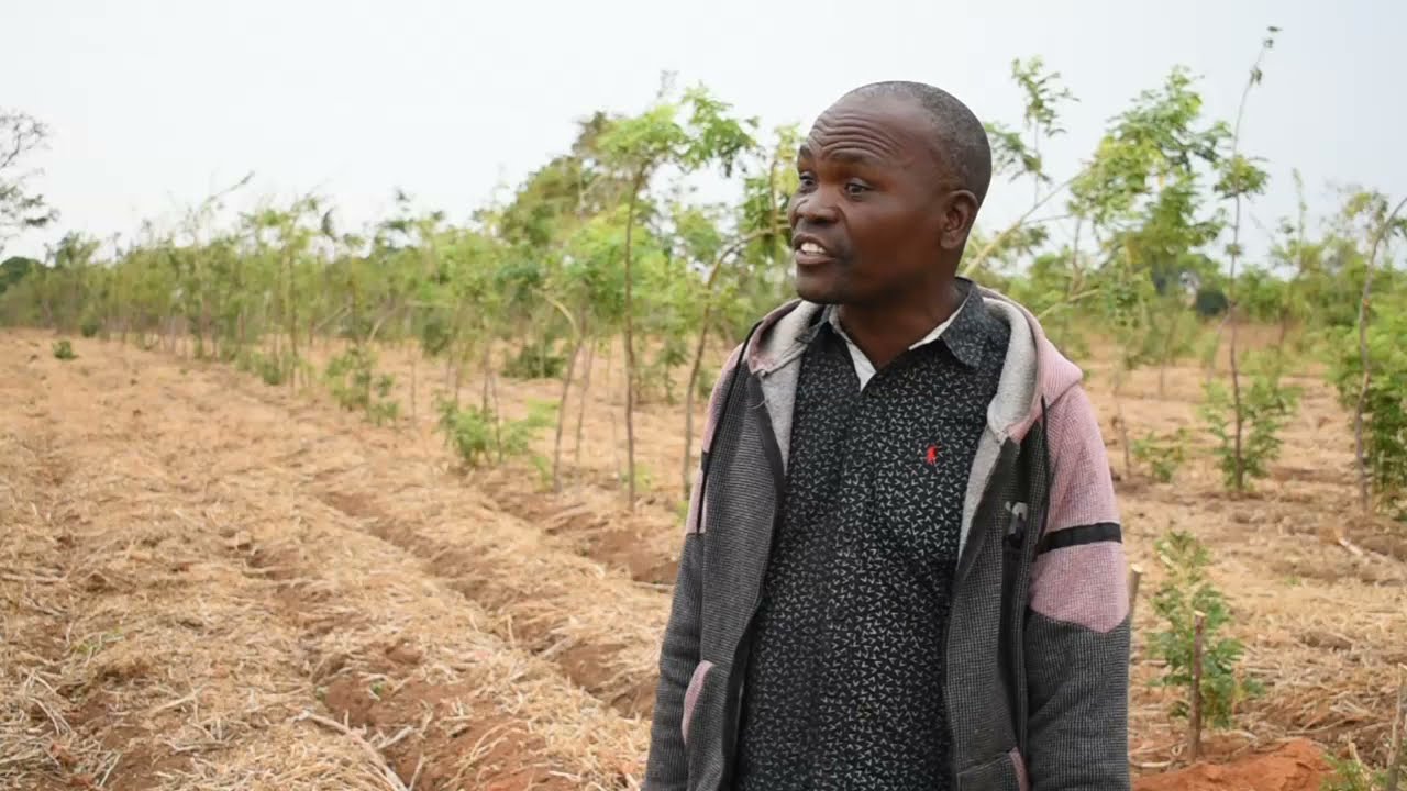 Gliricidia Sepium - Part 3 - How To Use Gliricidia (English)