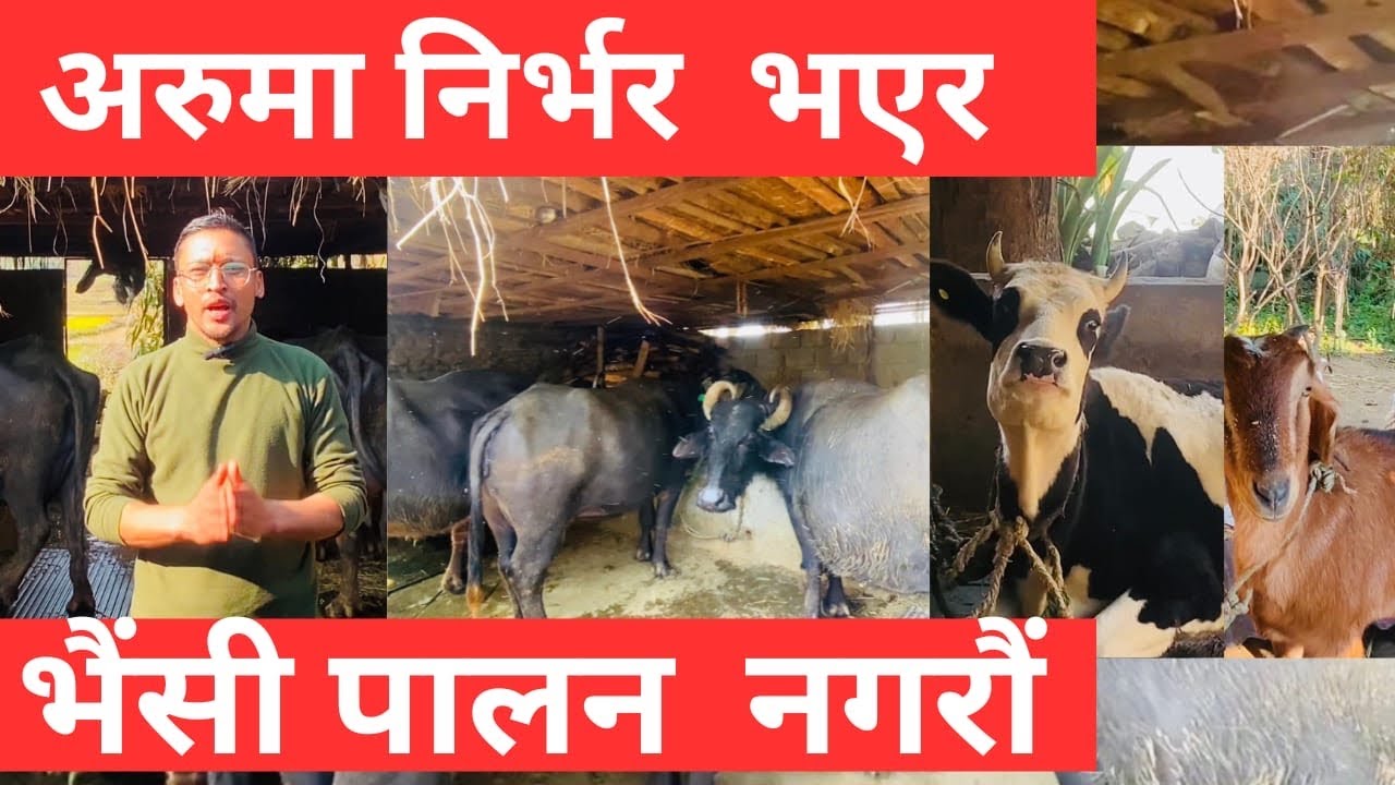 सुनौ  दिदिको तिता मिठा  तर यथार्थ  कुरा|