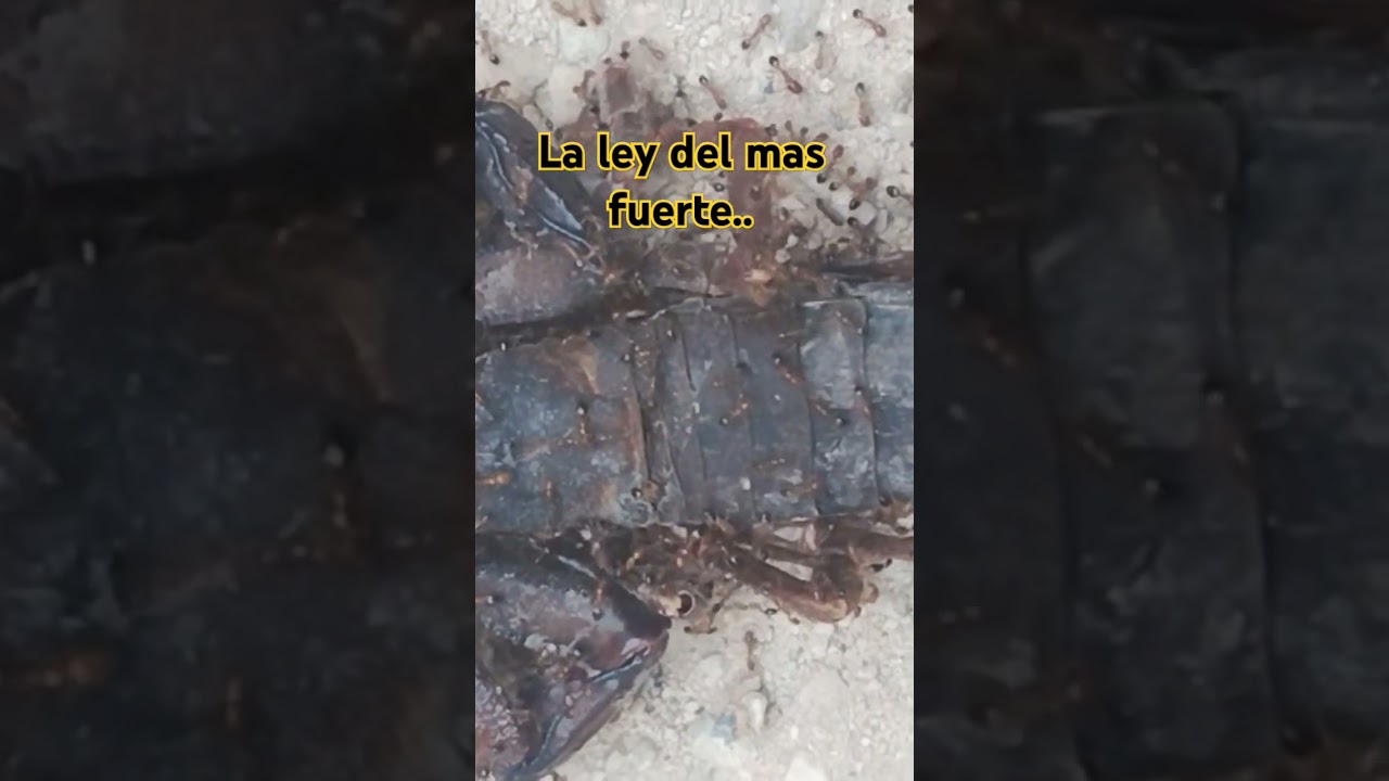 #alacranes