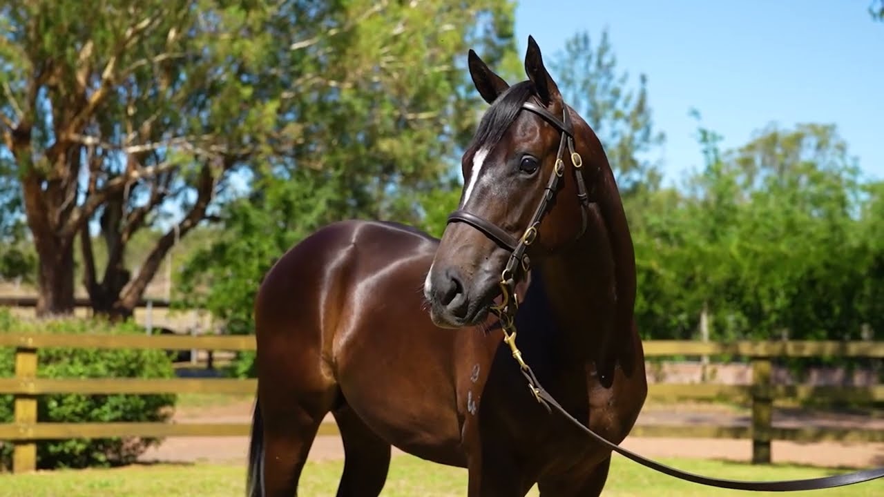 2026 Inglis Classic - Lot 780 - I AM INVINCIBLE x ELUSIVE NATURE colt