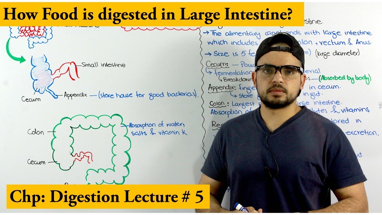 Digestion in the Large intestine