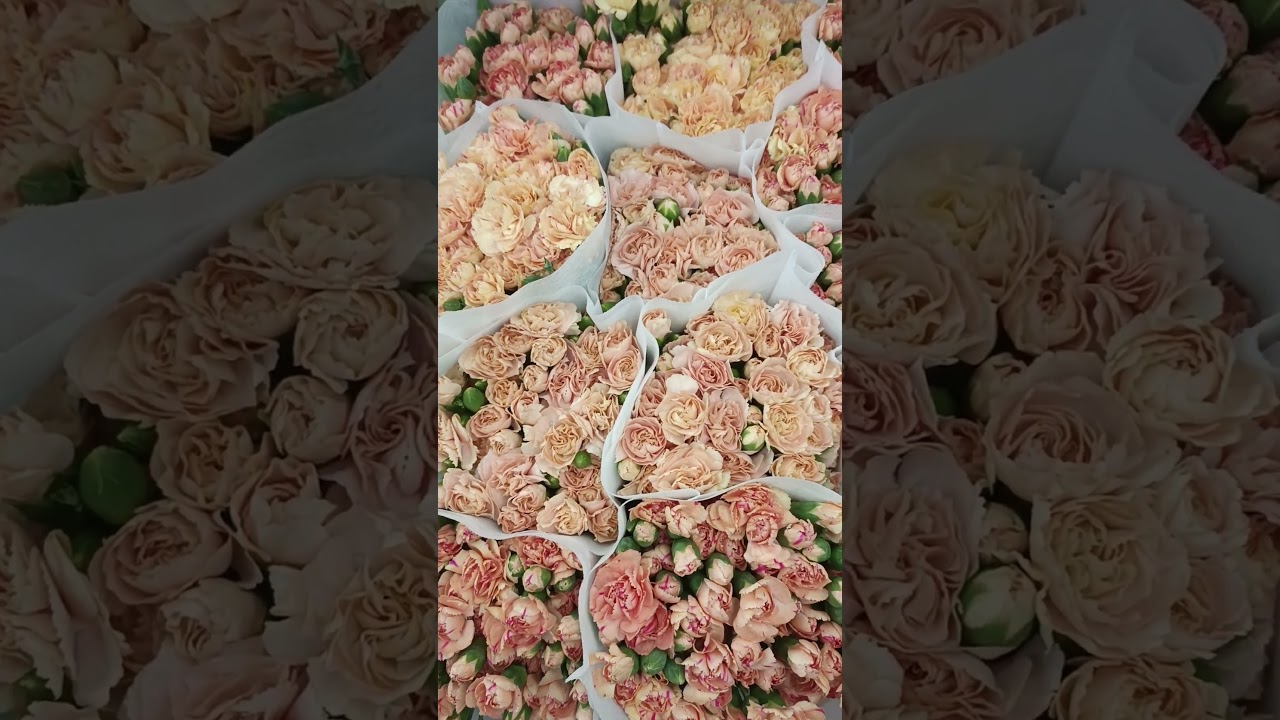 Rare Flower Review 2024 #beauty #flowerstagram #asmr #diy #beautiful #flowers #gaming #FIFA #funny