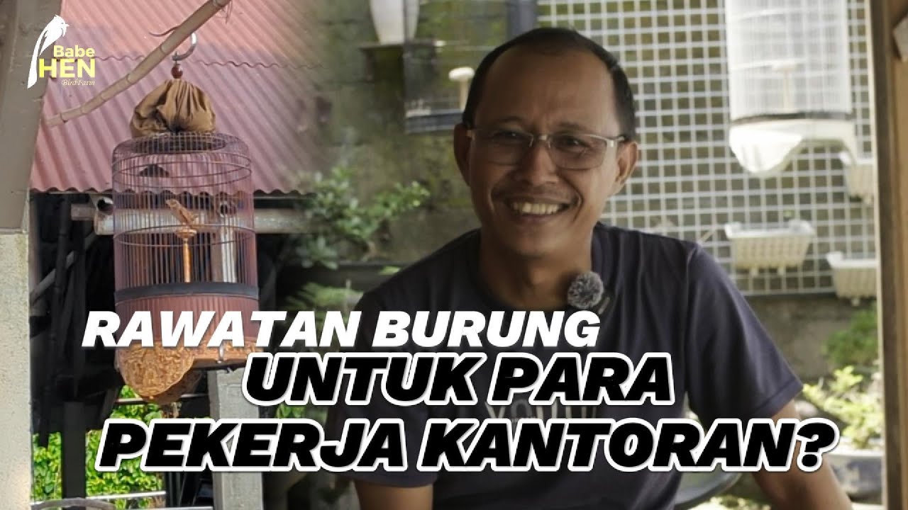 SIMPEL!! RAWATAN BURUNG UNTUK PEKERJA KANTORAN AGAR BURUNG TETAP SEHAT DAN GACOR #rawatanburung