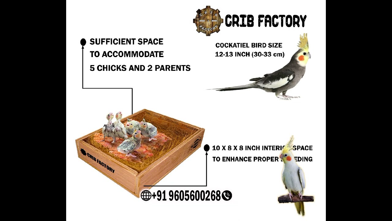 Crib factory Perfect Breeding Box for cockatiel birds HIGHQULITY PLYWOOD 10X10X12 INCH WITH ONE TRAY