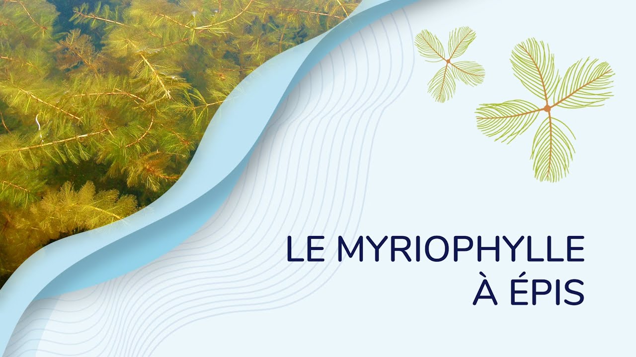Le myriophylle à épis.