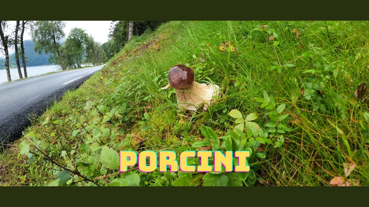 Funghi lungo la strada in Norvegia