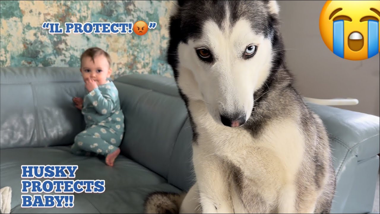 HUSKY PROTECTS MY BABY!😭.