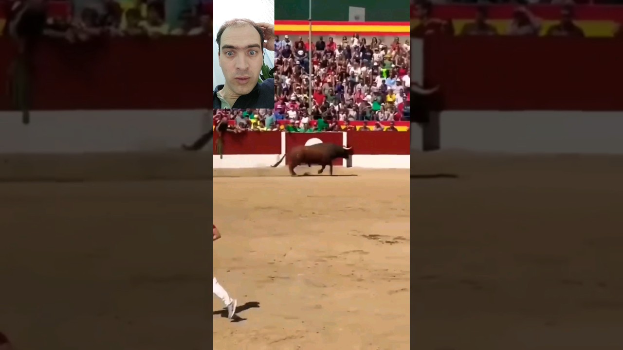 Разъяренный бык #toro