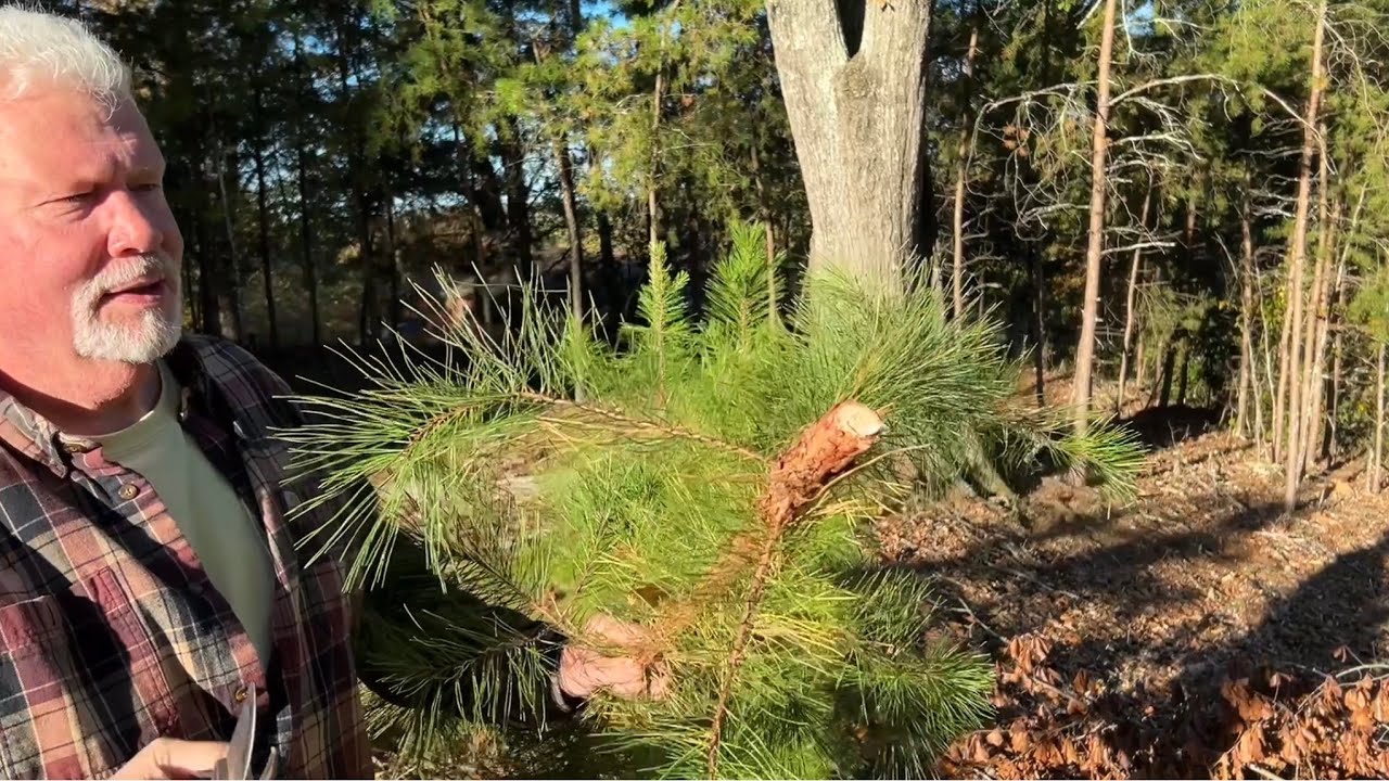 How To Bow Drill A Pine Sapling