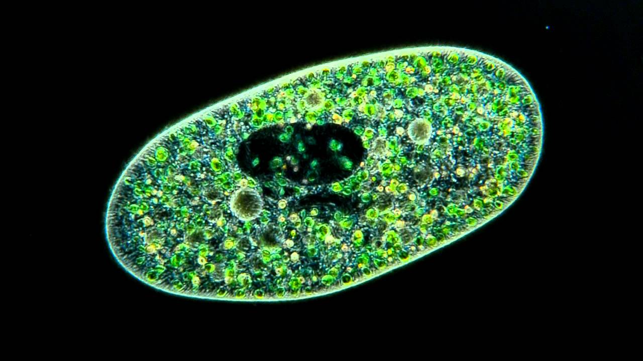 Amazing Microscopic video! Paramecium Bursaria showing symbiosis with green algae.