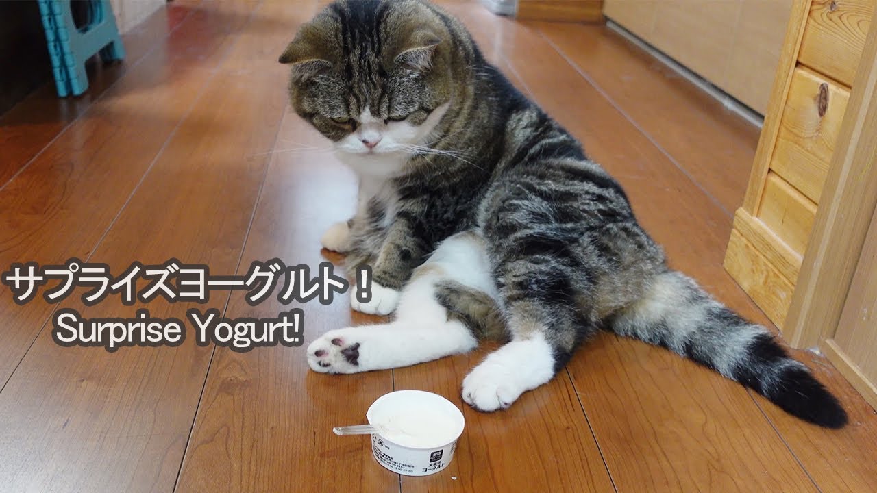 ヨーグルトとねこ。-Yogurt and Cats.-