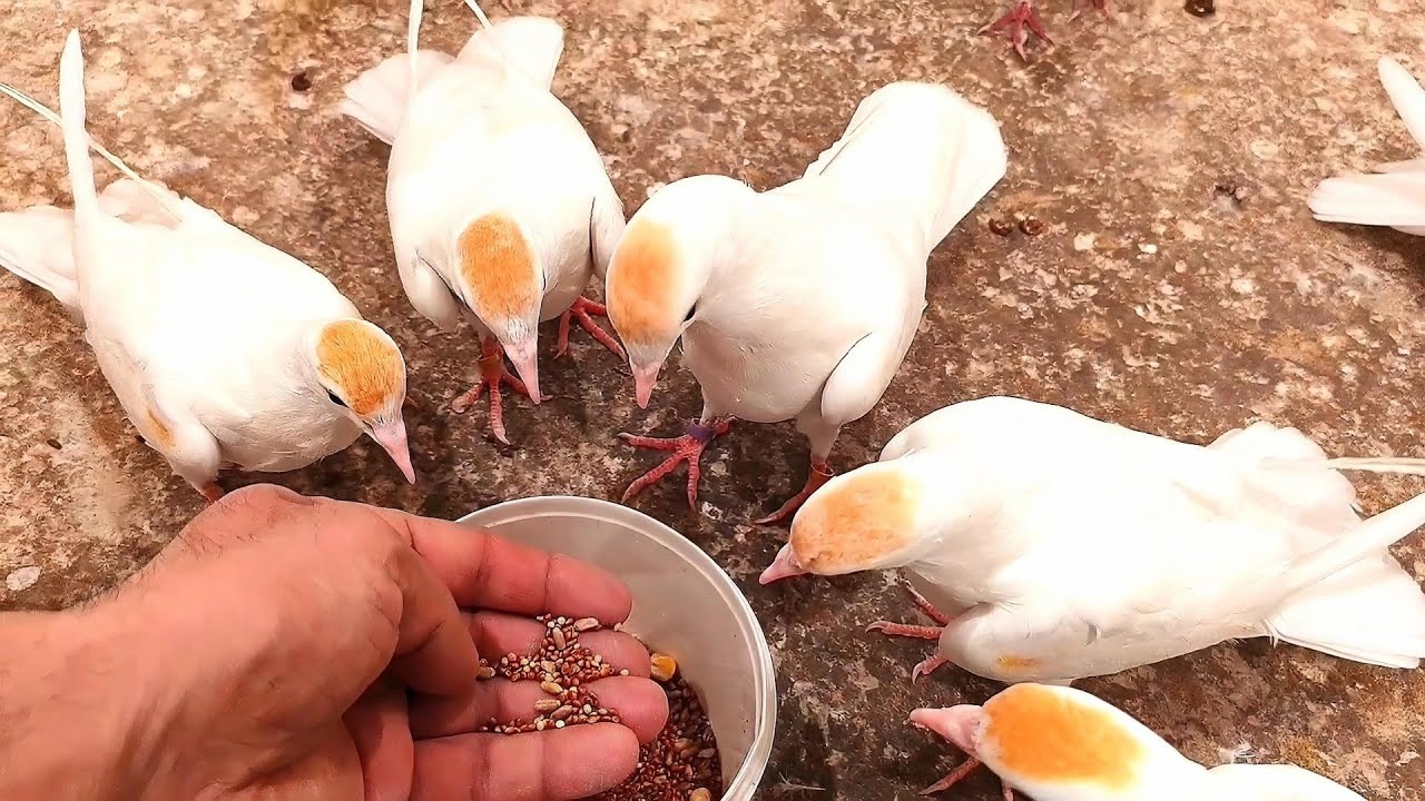 Вечернее кормление голубей. Evening feeding of pigeons. 