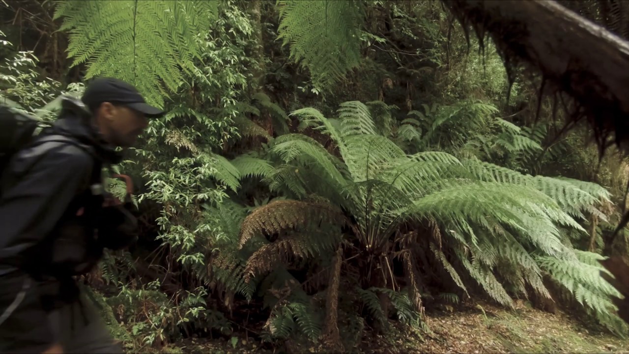 Solo hike in Tasmania, 19 days in the Tarkine