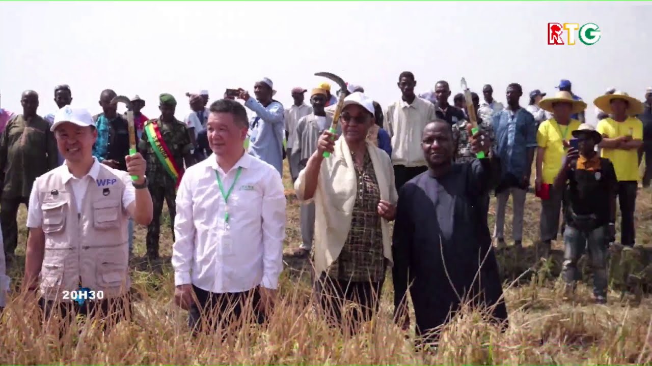 AGRICULTURE / RIZ HYBRIDE CHINOIS. RTG GUINEE 224
