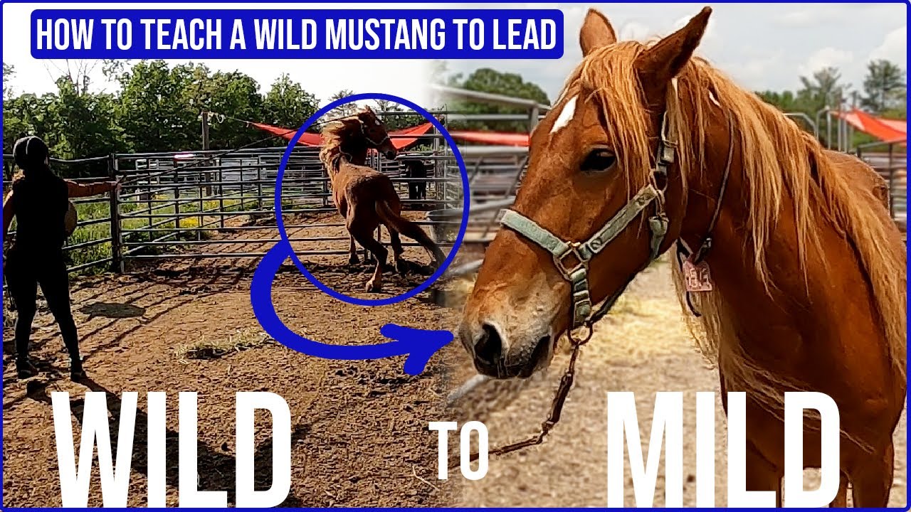 Taming a Wild Mustang | Teach A Wild Horse To Lead ( 7 Easy-To-Follow Steps )
