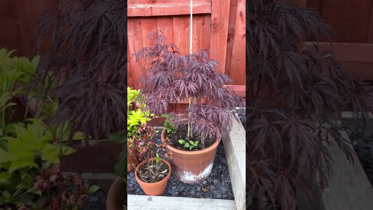 Japanese Maples that like afternoon shade