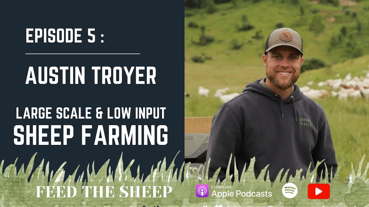 Ep. 5 - Austin Troyer | Diving into Hair Sheep & What you need to run a large flock