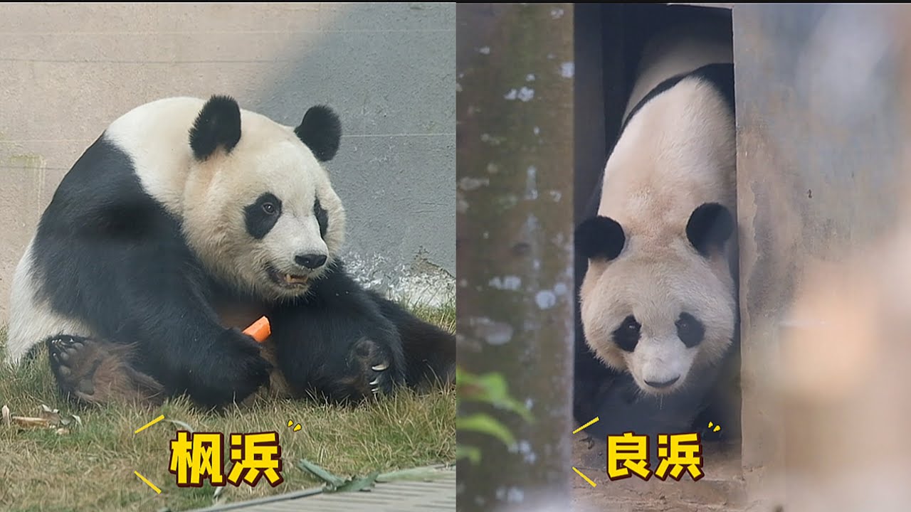良浜慢慢适应中，小女儿枫浜在不远处轻轻给予妈妈力量！