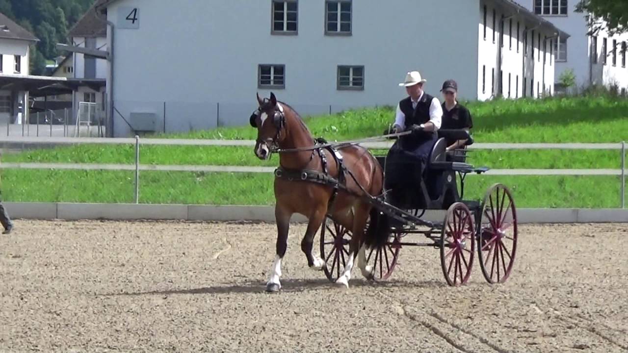Kathriner's Freiberger am Feldtest Sarnen 2016