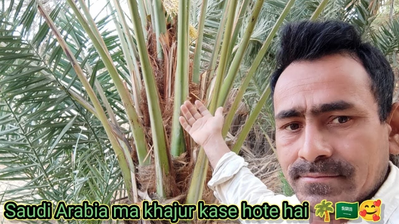 Khajur mein phool rakhta hun guys 🌴🇸🇦🥰 from Saudi Arabia #tranding 