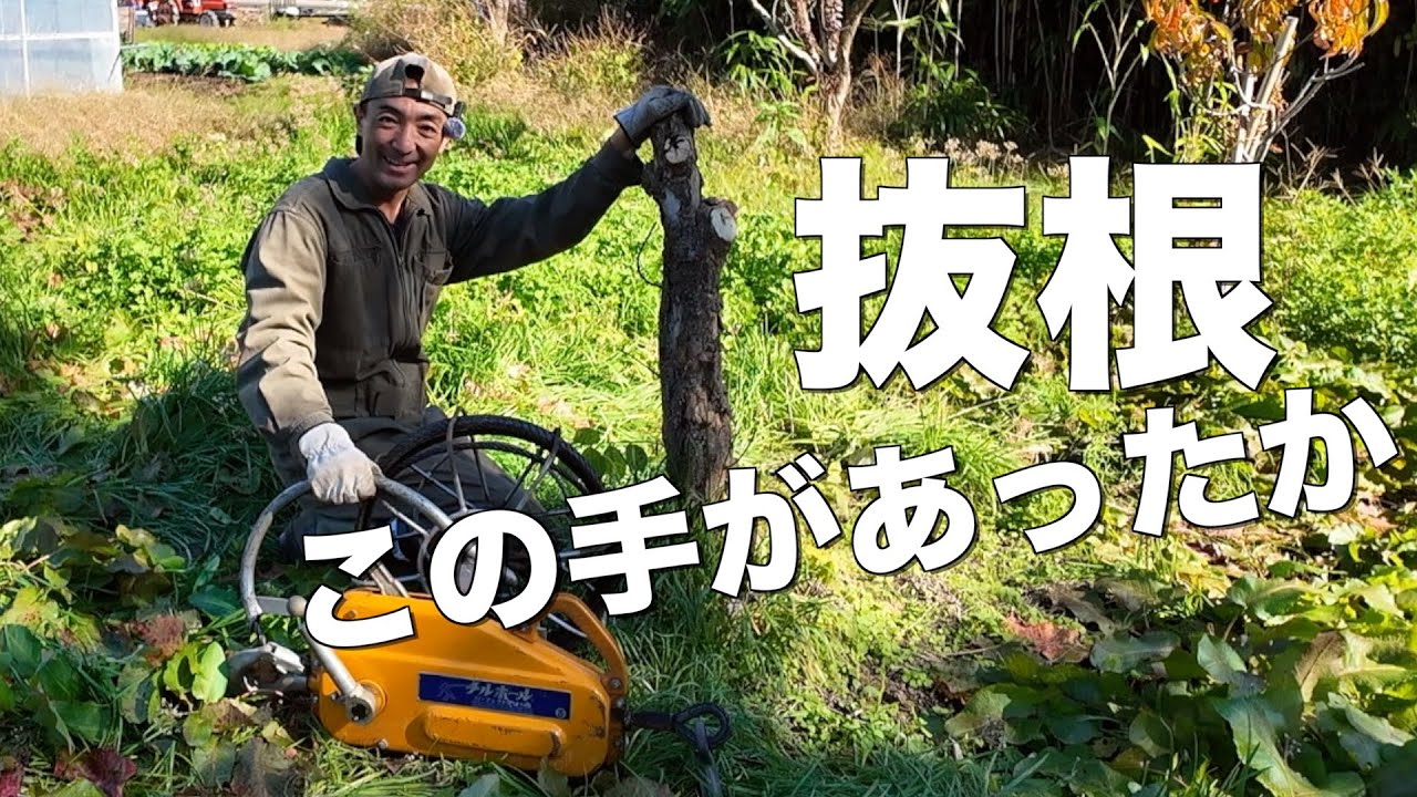 【抜根】チルホールで無花果の木を抜根してみたら