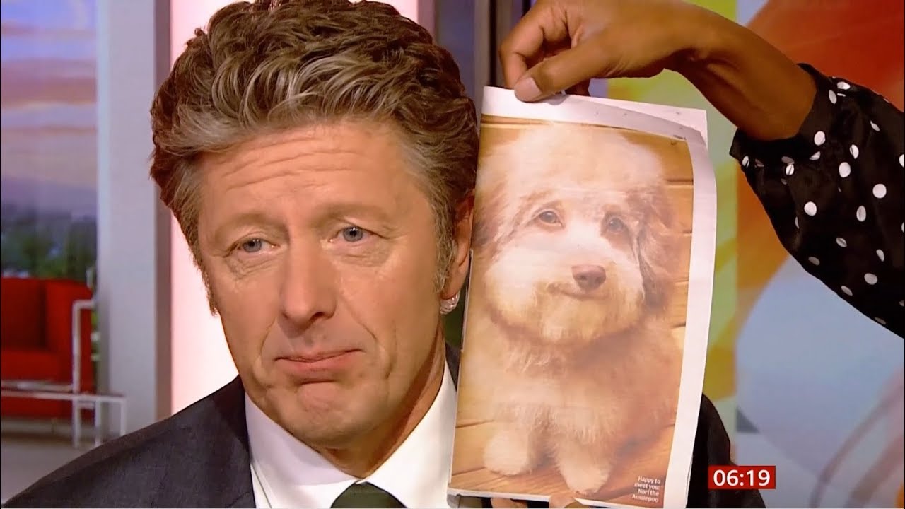 Smiley Dog compared to Charlie Stayt (fun story) (UK) - BBC News - 4th October 2019