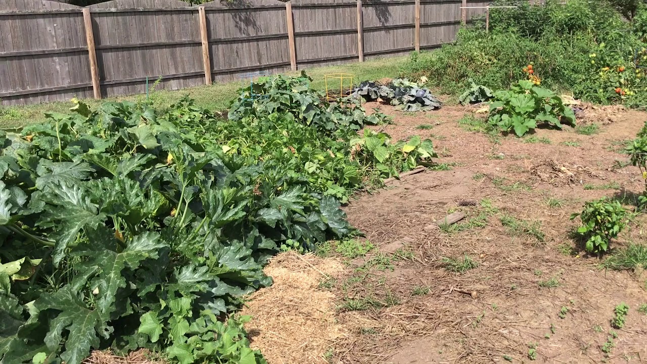 Making the Most of a Small Garden - Succession & Staggered Planting