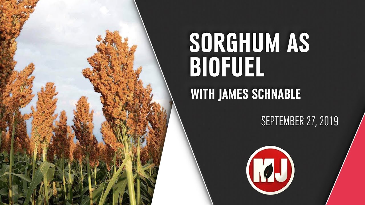 Sorghum as Biofuel | James Schnable | September 27, 2019