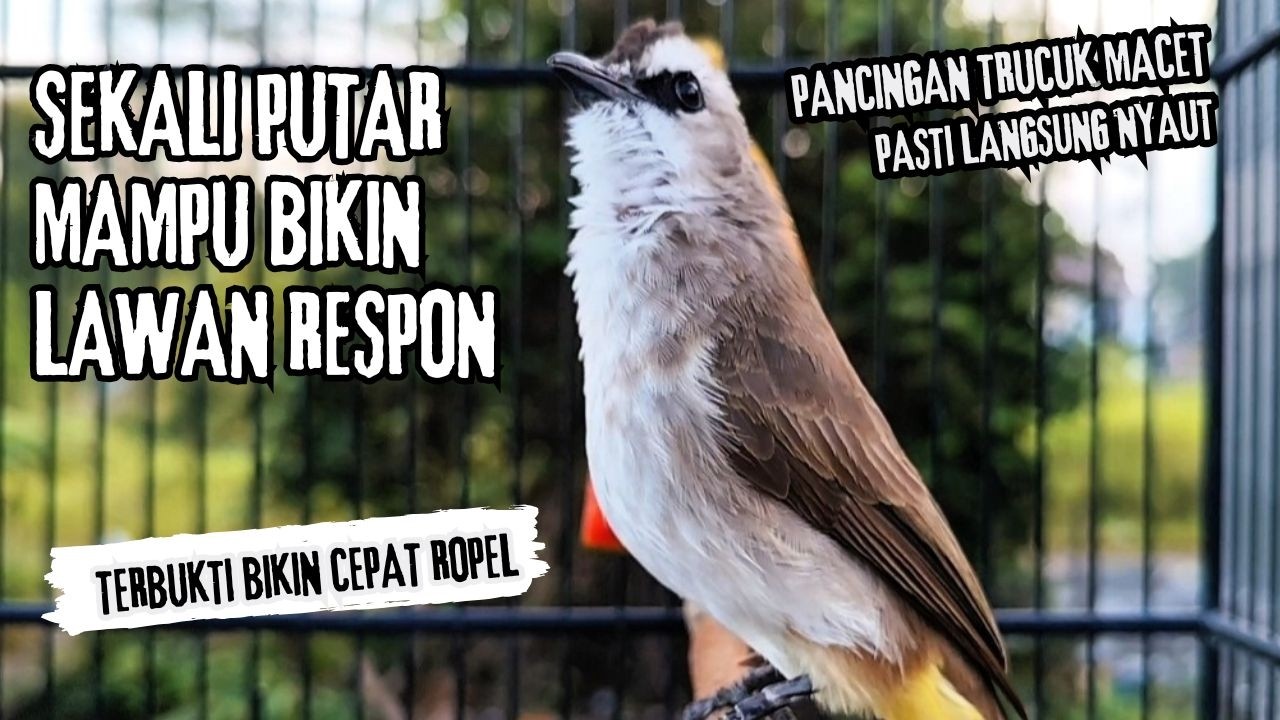 Trucukan Gacor ROPEL PANJANG Saat Subuh COCOK untuk Pancingan Trucuk BAHAN dan MASTERAN TRUCUK Paud