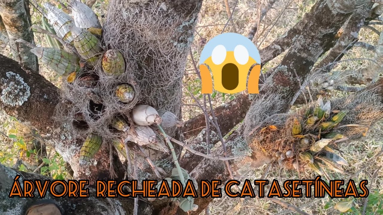 🌼 Orquídeas Catasetum no habitat. Árvore recheada de matrizes  de catasetum no meio do pasto.