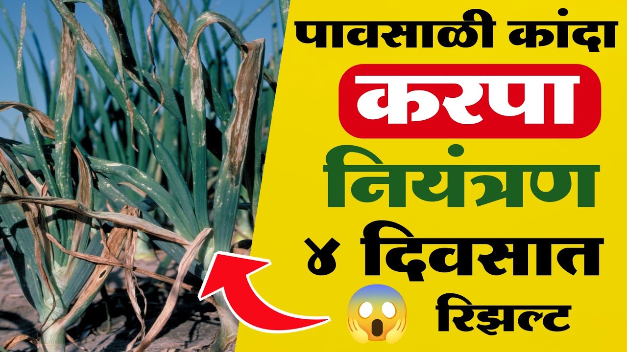 पावसाळी कांदा पिकातील करपा रोग नियंत्रणासाठी फवारणी | पावसाळी कांदा फवारणी नियोजन | pavsali kanda 