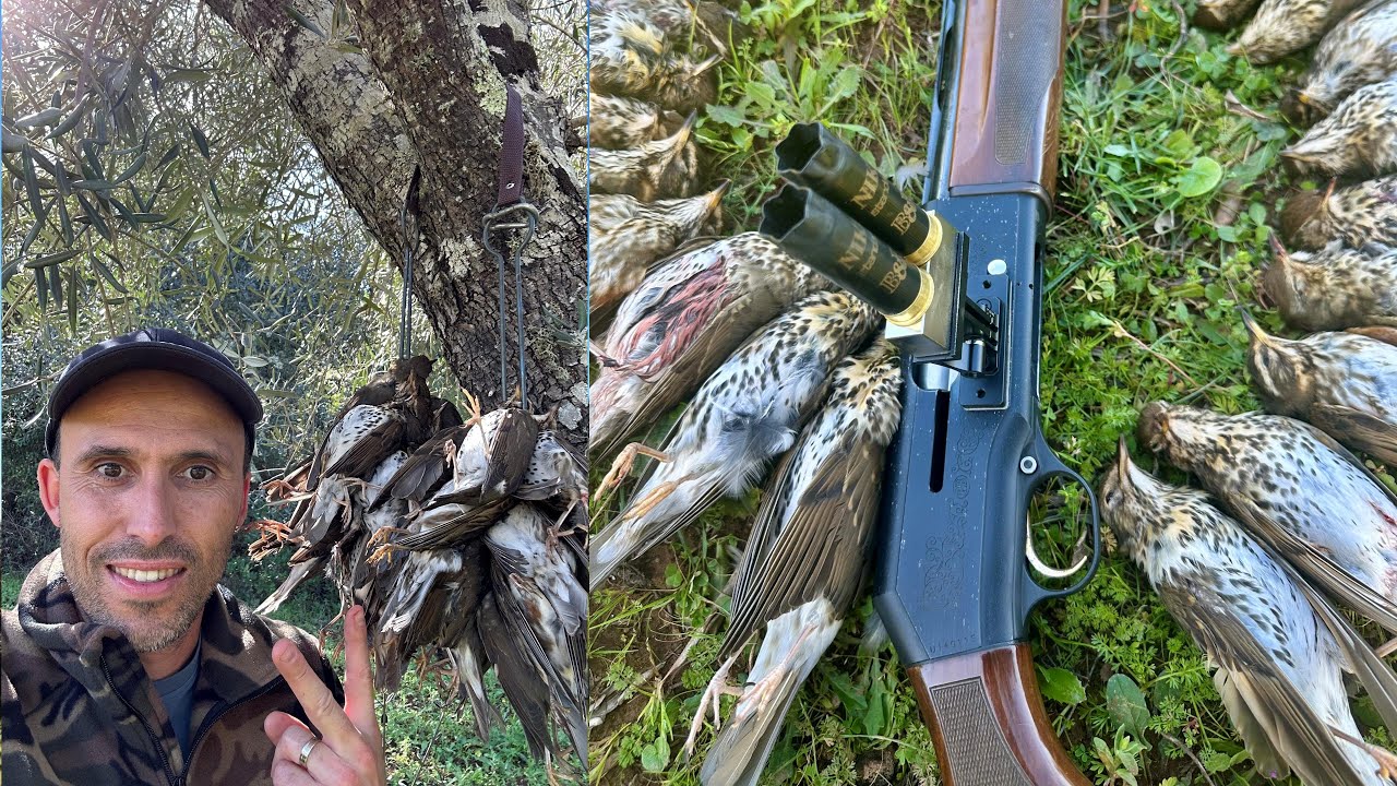 Chasse à la  Grive au Portugal 2025 Shotkam & Gopro