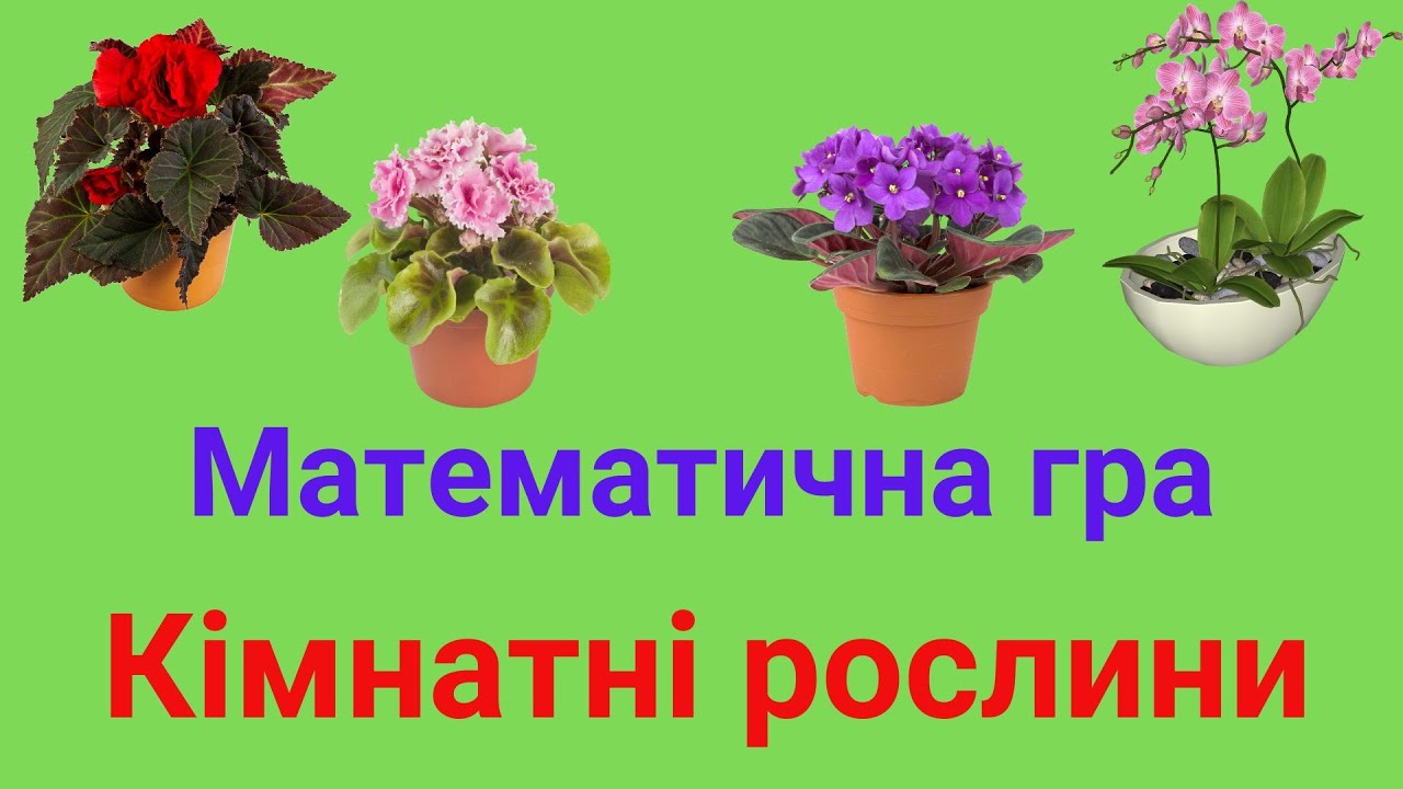 Кімнатні рослини. Математична гра.