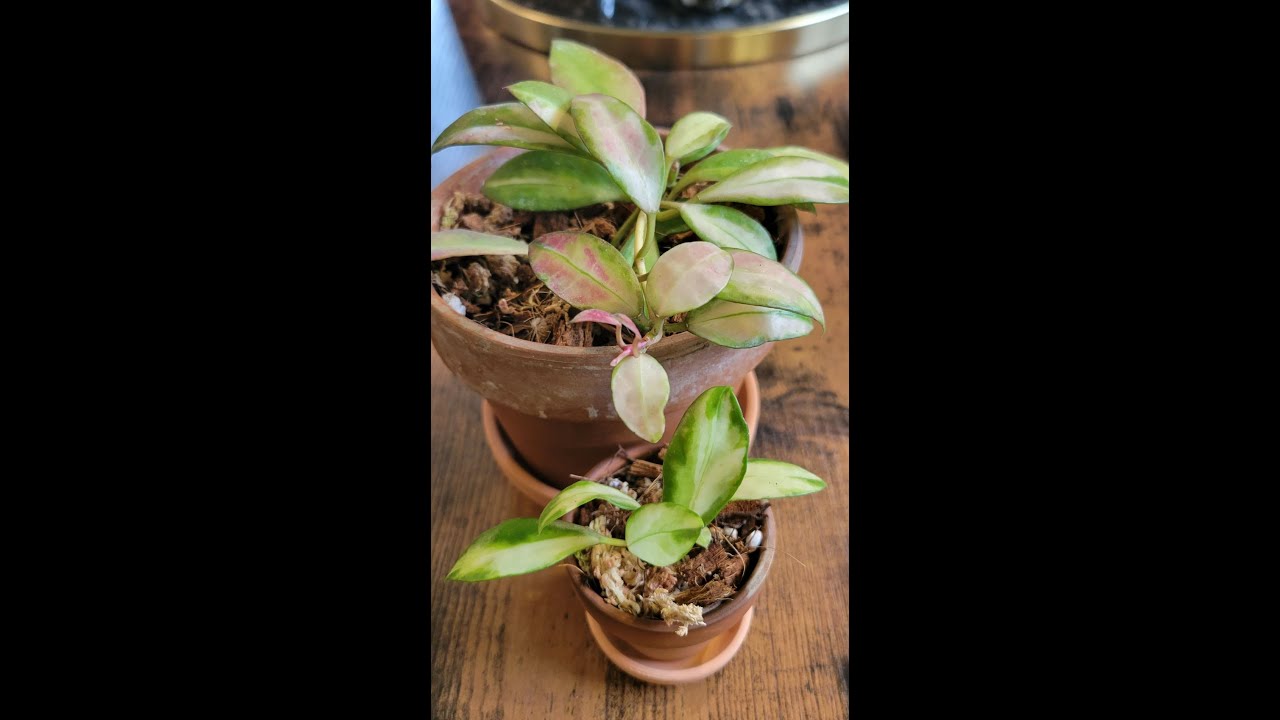 Hoya Walliniana Variegata I Care + Propagation Tips