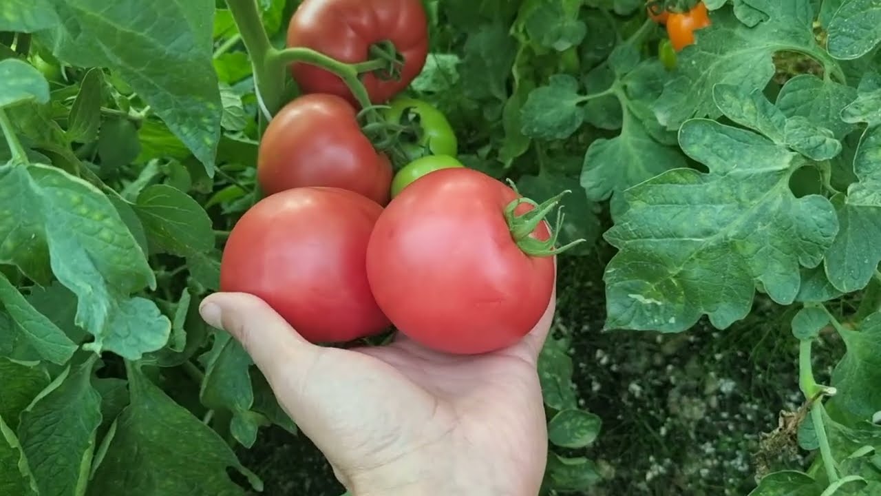 Pomidor odmiany Gusto Pink F1