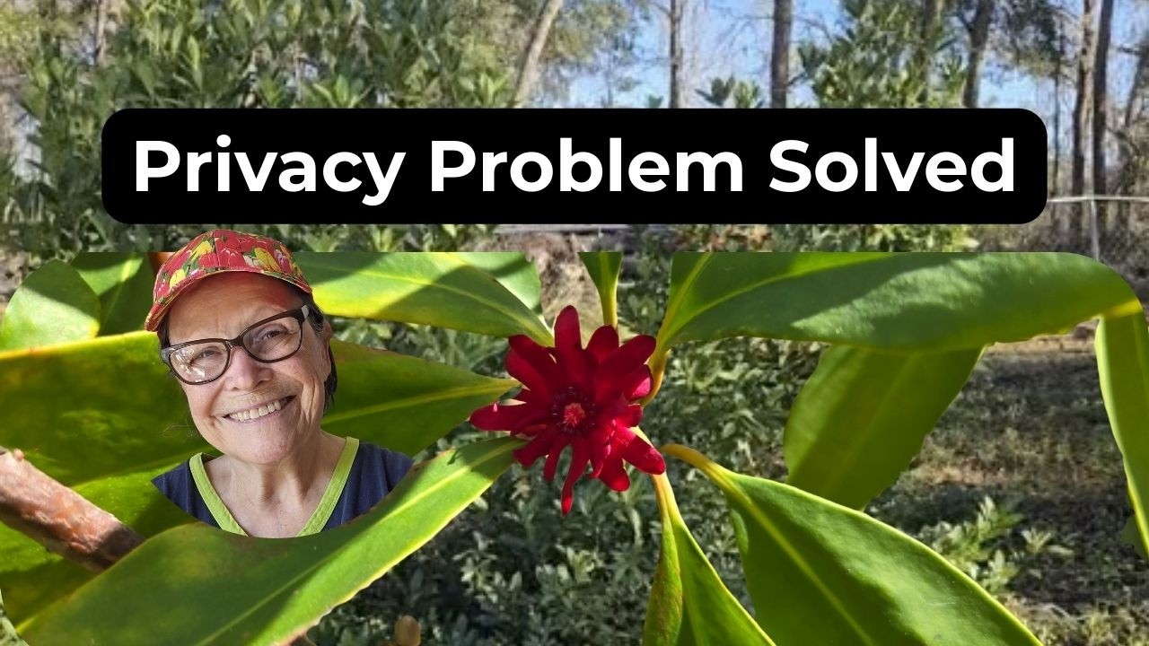This Native Shrub Solved My Privacy Problem