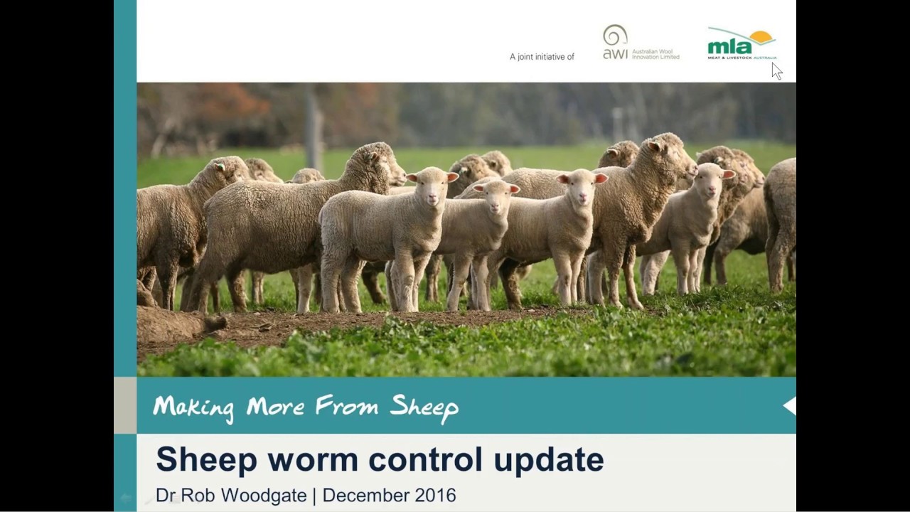 Making More from Sheep | Summer Worm Management &ndash; a worm control update