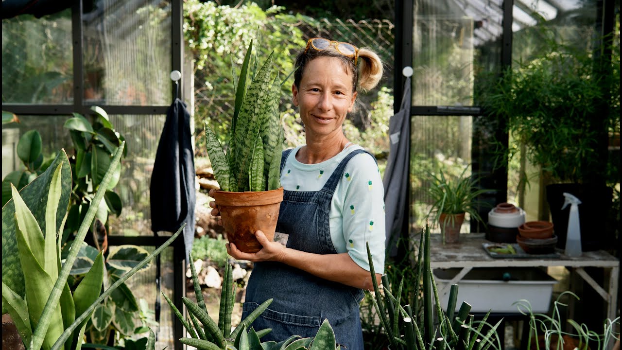 Paşa Kılıcı dedikleri Sansevieria ! 👀  Bitkileri Tanıyalım - Labofem