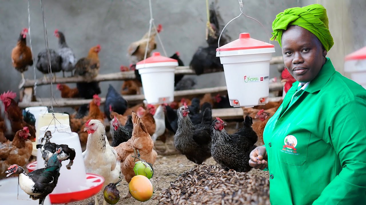 Joivin Poultry Farm _ Kongoi _ Video latest
