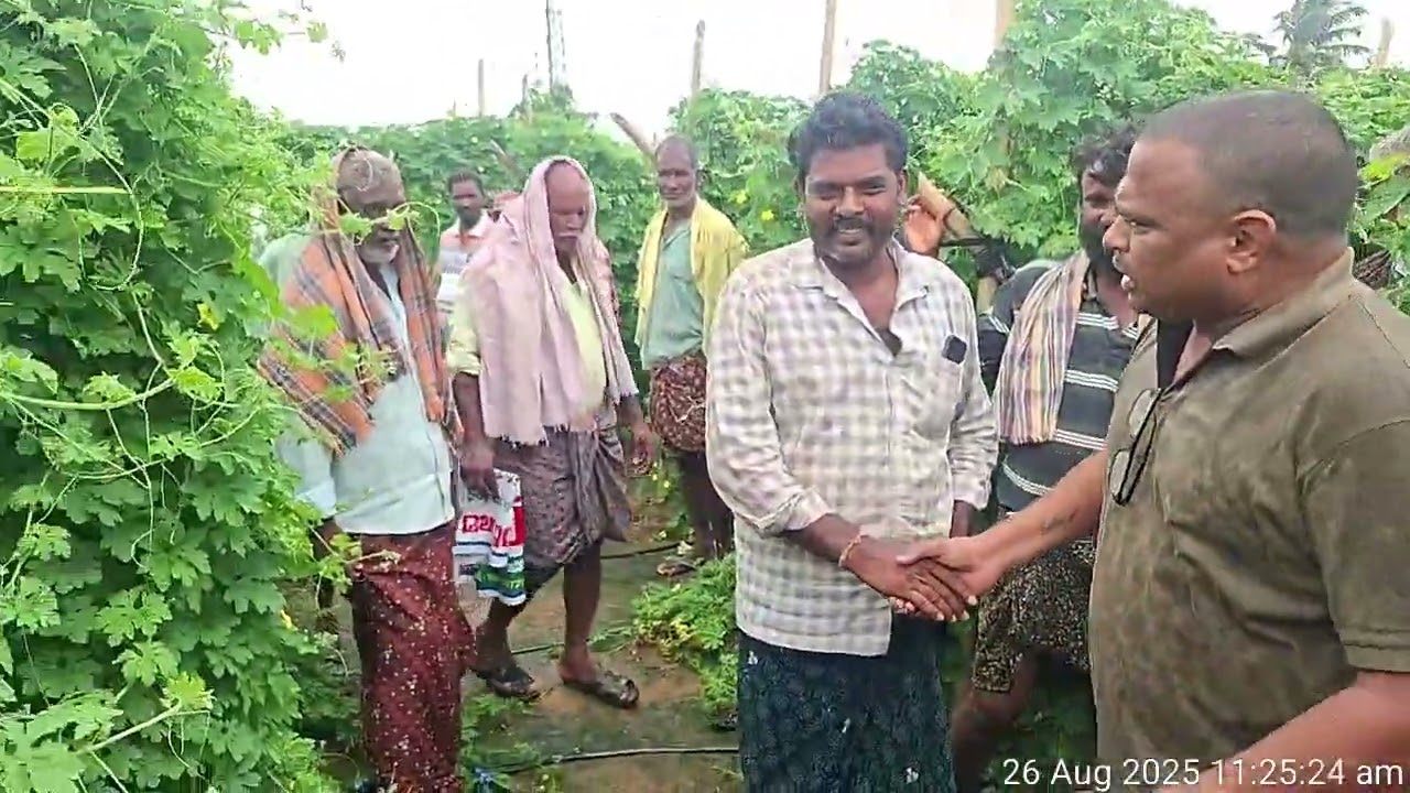 కావేరి సీడ్స్ వారి కాకర కొత్త రకం - గరుడ 9542432299..