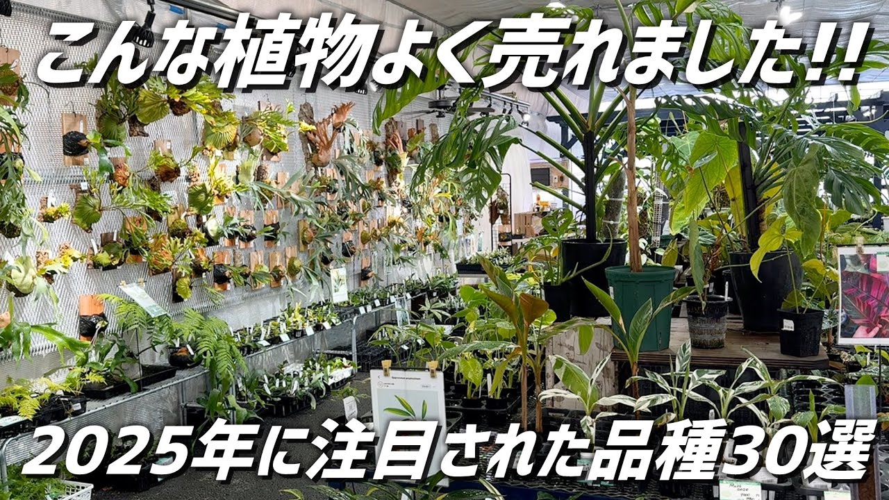 5,000坪の総合園芸店で人気だった観葉植物30選【2025年】