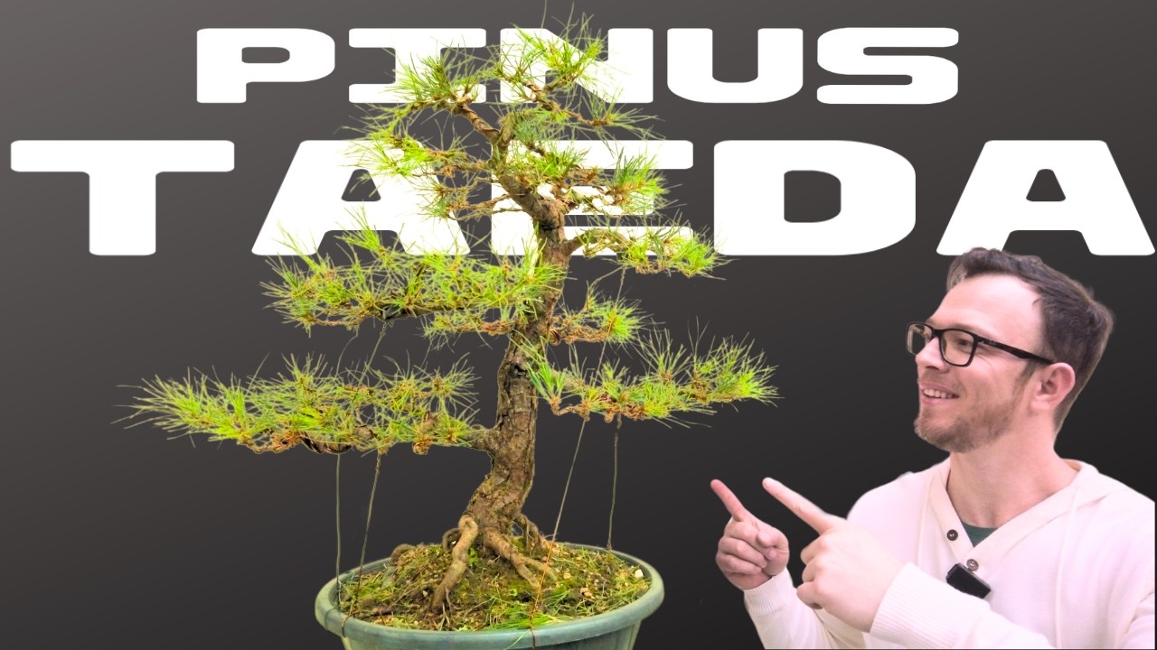 TRANSFORMANDO UM PINUS TAEDA EM BONSAI.
