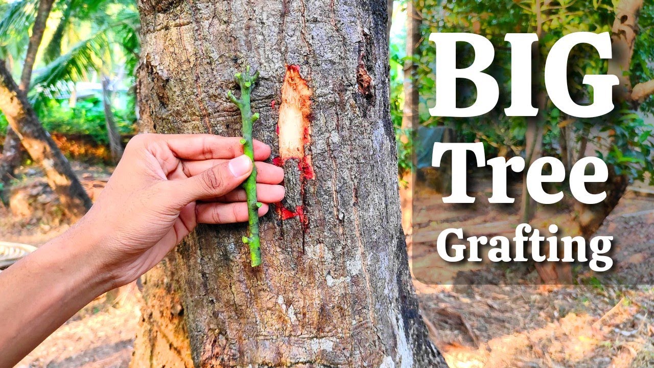 BIG MANGO TREE GRAFTING | How to graft on mango big tree | mango grafting techniques