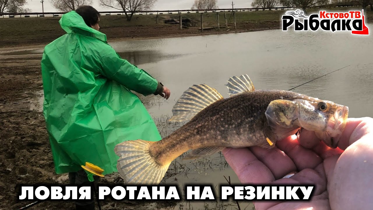 ЛОВЛЯ РОТАНА НА ЗАПРЕТНУЮ СНАСТЬ